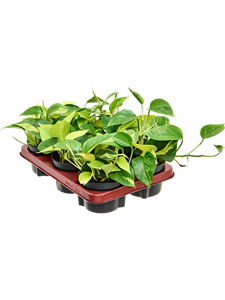 Scindapsus (Epipremnum) 'tricolore' 6/tray