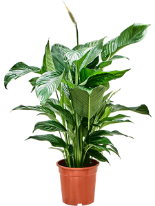 Spathiphyllum 'Sweet Lauretta' Bush