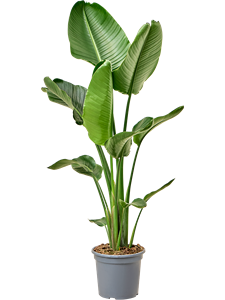 Strelitzia nicolai 2pp