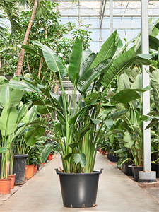 Strelitzia nicolai Tuft