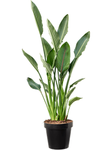 Strelitzia reginae (80-100) Tuft