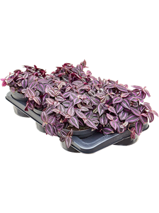 Tradescantia Jewel Red 6/tray Tuft