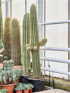 Trichocereus terschechii (220-240) Branched