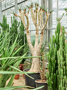 Aloe dichotoma Stem branched