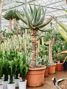 Aloe marlothii (180-200) Stem