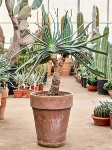 Aloe plicatilis (90-110) Stem branched