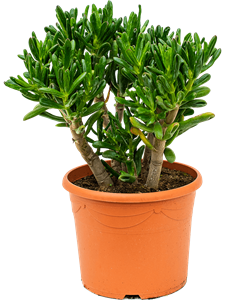 Crassula ovata 'Gollum' Bush, 41879