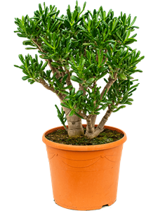 Crassula ovata 'Gollum' Bush