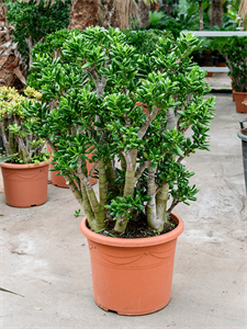 Crassula ovata 'Gollum' Bush, 41881