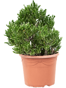 Crassula ovata 'Horntree' Bush, 41882