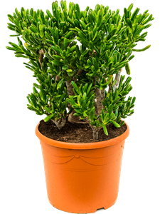 Crassula ovata 'Horntree' Bush, 41883