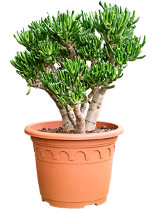 Crassula ovata 'Horn Tree' Bush