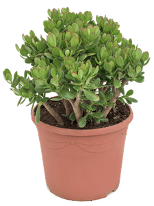 Crassula ovata Bush