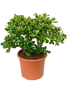 Crassula ovata 'Sunset' Bush