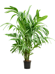 Areca triandra Bush