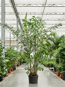 Caryota mitis Bush (250-300)