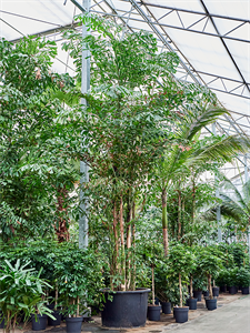 Caryota mitis (600-650) Bush