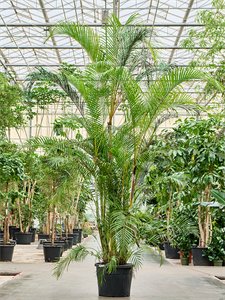 Dypsis (Areca) lutescens Bush (325-375)