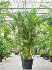 Dypsis (Areca) lutescens Bush (340-375)