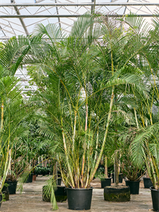 Dypsis (Areca) lutescens Bush (400-450)