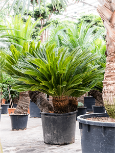 Cycas revoluta 3 Stem