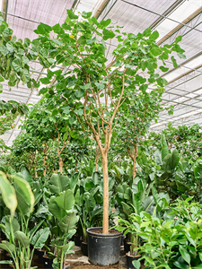 Ficus religiosa (400-500) Stem