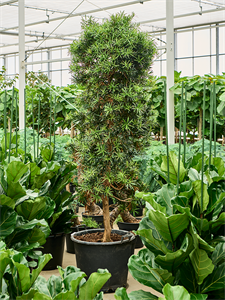 Podocarpus macrophyllus Pyramid