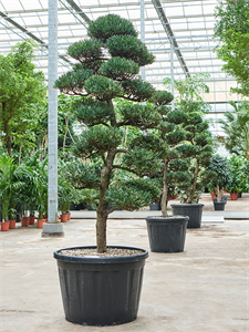 Podocarpus macrophyllus (240-270) Branched/multi crowns