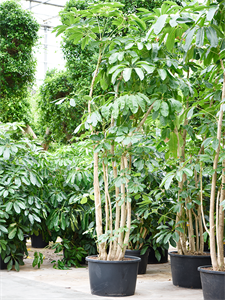 Schefflera actinophylla 'Amate' (425-475) Branched