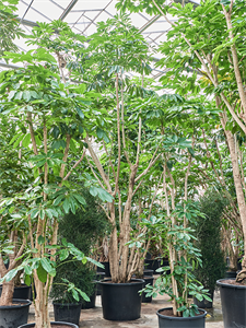 Schefflera actinophylla 'Amate' Branched (650-750)