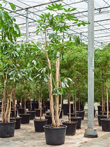 Schefflera actinophylla 'Amate' Branched