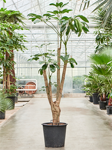 Schefflera actinophylla 'Amate' Branched