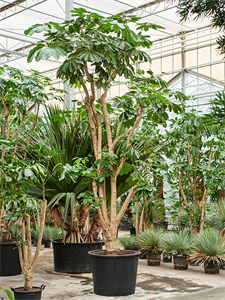 Schefflera actinophylla 'Amate' (450-550) Branched