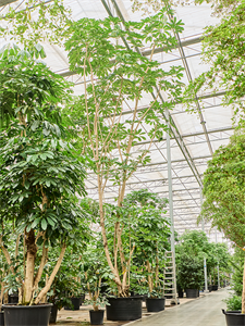 Schefflera actinophylla 'Amate' (800-900) Branched