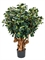 Ficus panda Bonsai (1500 lvs.) - Foto 14253