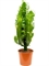 Euphorbia acrurensis - Foto 27558