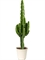Euphorbia erytrea - Foto 27598