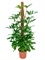 Philodendron pedatum - Foto 28095