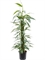 Philodendron 'Exotica' - Foto 28166