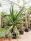 Aloe golia - Foto 28636