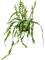 Epiphyllum anguliger - Foto 28894