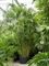 Dypsis (Areca) lutescens Bush - Foto 35386