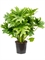 Philodendron selloum - Foto 35456