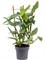 Philodendron ‘Silver Queen’ Rack - Foto 35772
