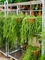 Rhipsalis kirbergii Hanging plant - Foto 35782