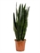 Sansevieria trifasciata 'Black Coral' - Foto 35793