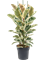 Ficus elastica 'Tineke' Tuft - Foto 38859