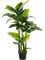 Spathiphyllum Tuft (3x) - Foto 39291