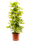 Schefflera arboricola 'Dalton' - Foto 39390