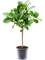 Ficus benghalensis 'Audrey' Stem - Foto 40534